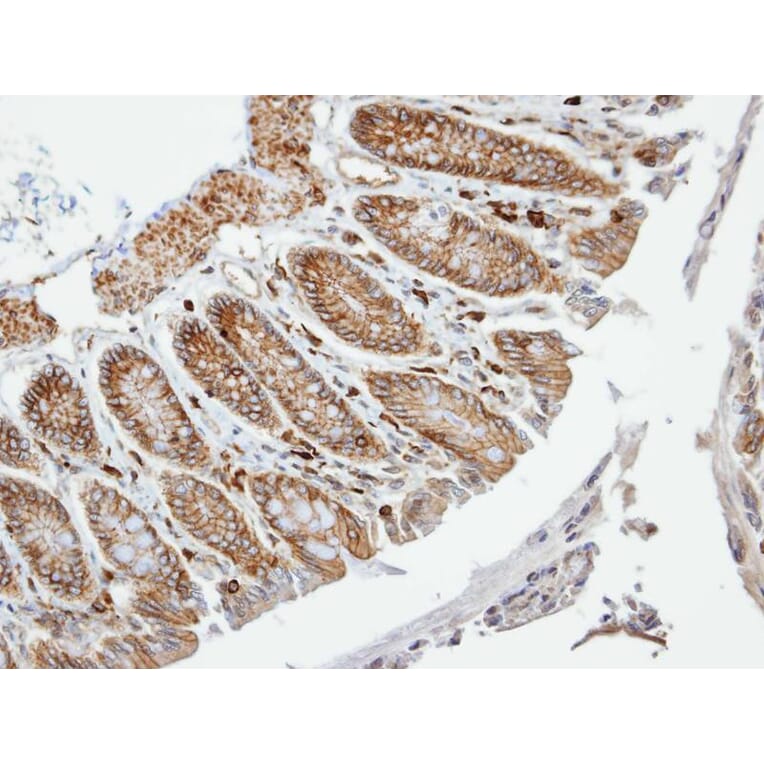 Immunohistochemistry - VAM1 antibody from Signalway Antibody (22472) - Antibodies.com