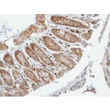 Immunohistochemistry - VAM1 antibody from Signalway Antibody (22472) - Antibodies.com