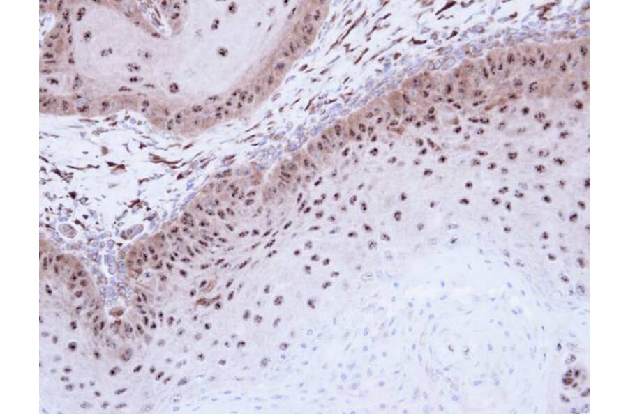 Immunohistochemistry - DMC1 antibody from Signalway Antibody (22485) - Antibodies.com
