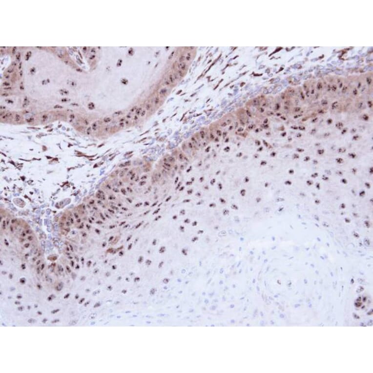 Immunohistochemistry - DMC1 antibody from Signalway Antibody (22485) - Antibodies.com