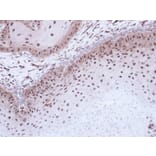 Immunohistochemistry - DMC1 antibody from Signalway Antibody (22485) - Antibodies.com
