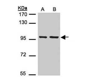 EMR1 antibody from Signalway Antibody (22512) - Antibodies.com