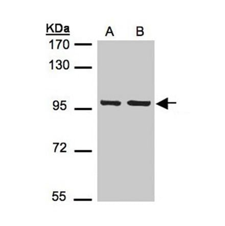 EMR1 antibody from Signalway Antibody (22512) - Antibodies.com