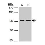 EMR1 antibody from Signalway Antibody (22512) - Antibodies.com