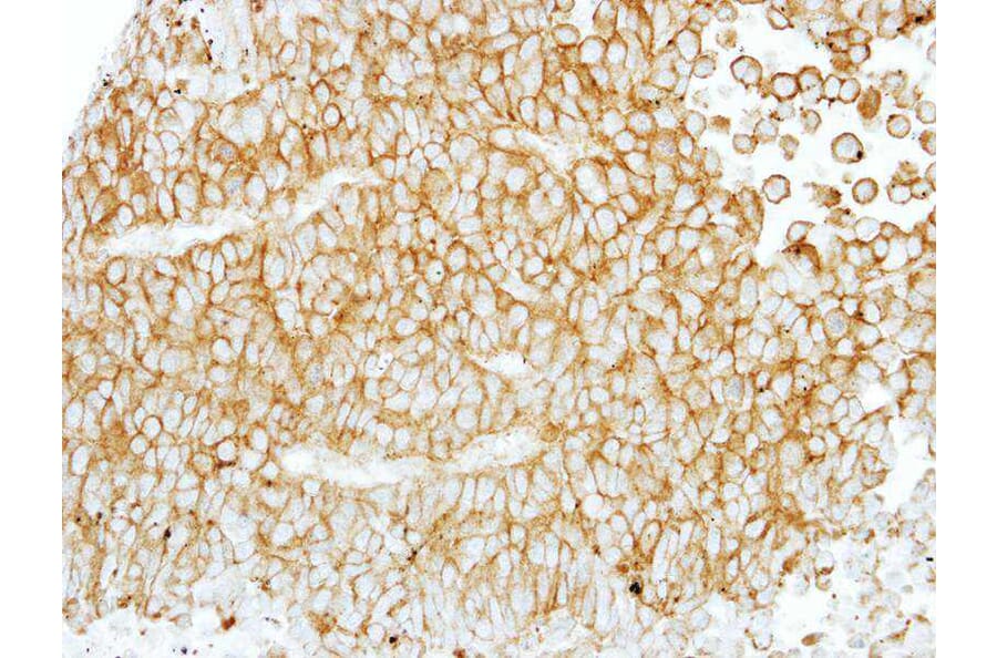 Immunohistochemistry - EMR1 antibody from Signalway Antibody (22512) - Antibodies.com