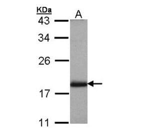 ARL4 antibody from Signalway Antibody (22527) - Antibodies.com