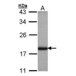 ARL4 antibody from Signalway Antibody (22527) - Antibodies.com
