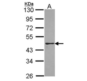 PON2 antibody from Signalway Antibody (22565) - Antibodies.com