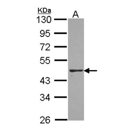 PON2 antibody from Signalway Antibody (22565) - Antibodies.com