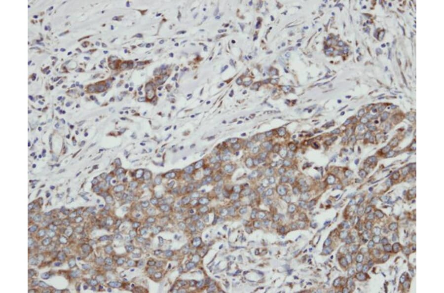 Immunohistochemistry - PON2 antibody from Signalway Antibody (22565) - Antibodies.com