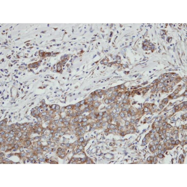 Immunohistochemistry - PON2 antibody from Signalway Antibody (22565) - Antibodies.com