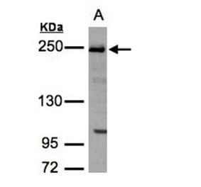 ZO-1 antibody from Signalway Antibody (22572) - Antibodies.com