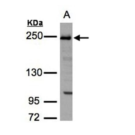 ZO-1 antibody from Signalway Antibody (22572) - Antibodies.com