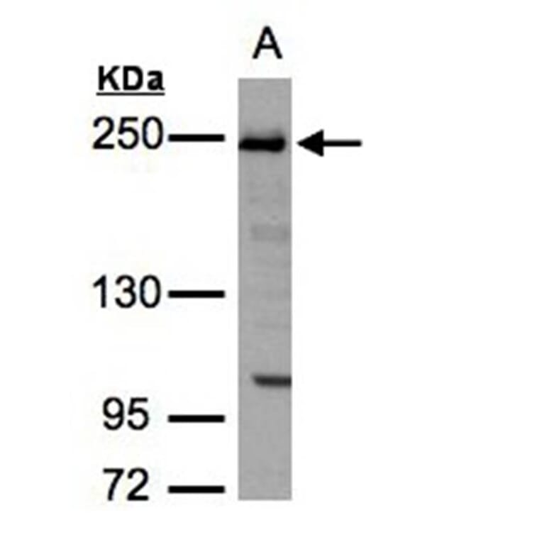 ZO-1 antibody from Signalway Antibody (22572) - Antibodies.com