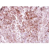 Immunohistochemistry - ZO-1 antibody from Signalway Antibody (22572) - Antibodies.com