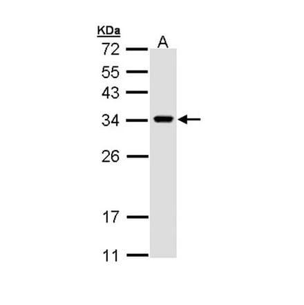 VAPA antibody from Signalway Antibody (22585) - Antibodies.com