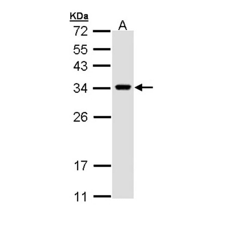 VAPA antibody from Signalway Antibody (22585) - Antibodies.com