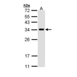 VAPA antibody from Signalway Antibody (22585) - Antibodies.com