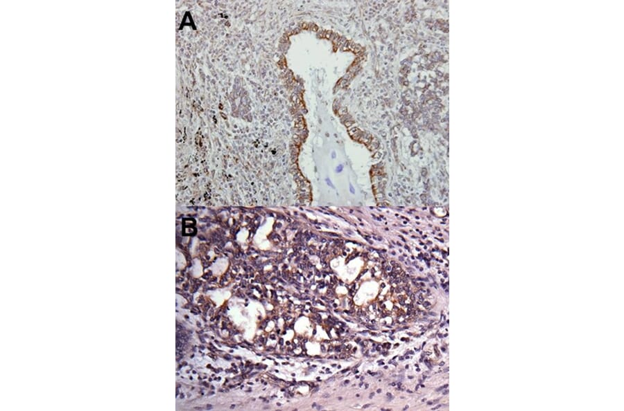 Immunohistochemistry - VAPA antibody from Signalway Antibody (22585) - Antibodies.com