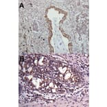 Immunohistochemistry - VAPA antibody from Signalway Antibody (22585) - Antibodies.com