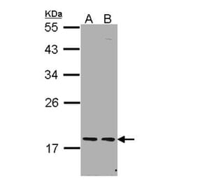PCNP antibody from Signalway Antibody (22600) - Antibodies.com