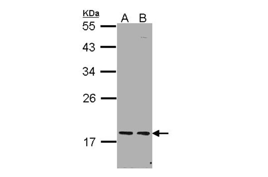 PCNP antibody from Signalway Antibody (22600) - Antibodies.com