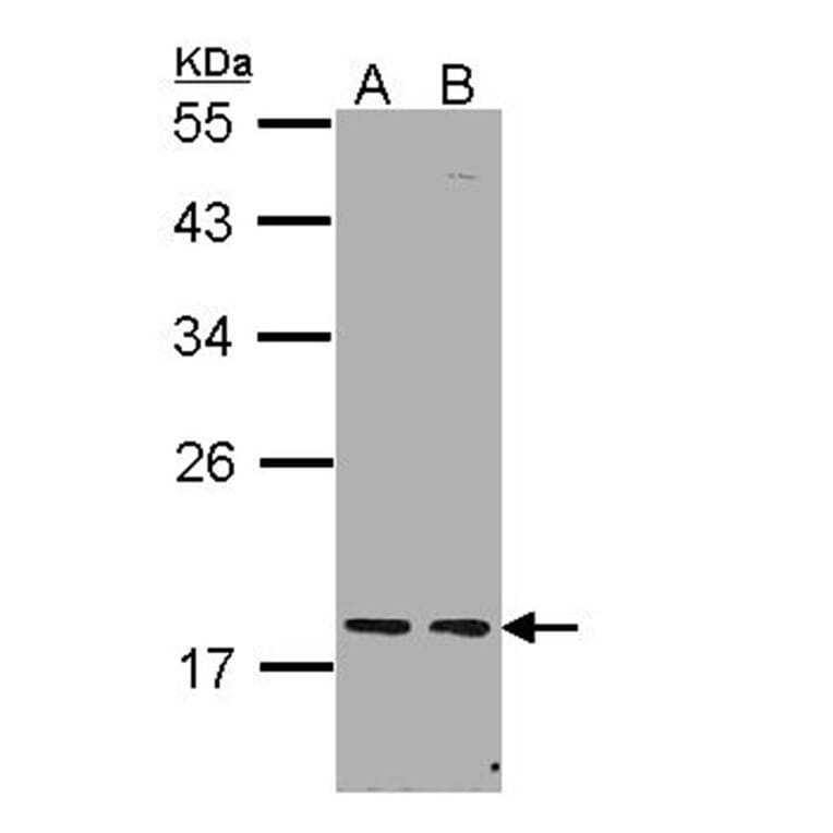 PCNP antibody from Signalway Antibody (22600) - Antibodies.com