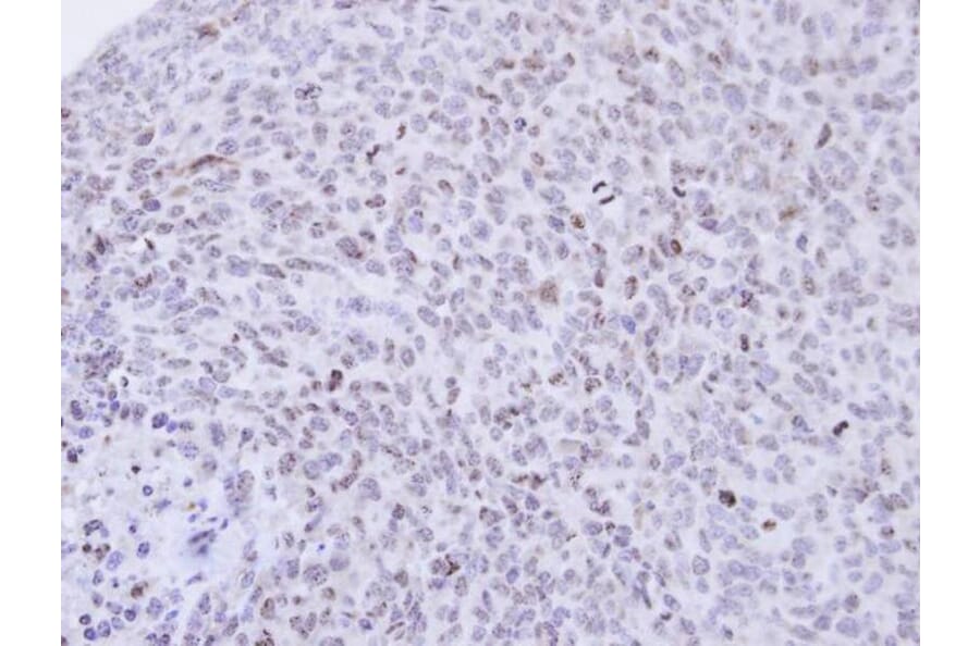 Immunohistochemistry - PCNP antibody from Signalway Antibody (22600) - Antibodies.com