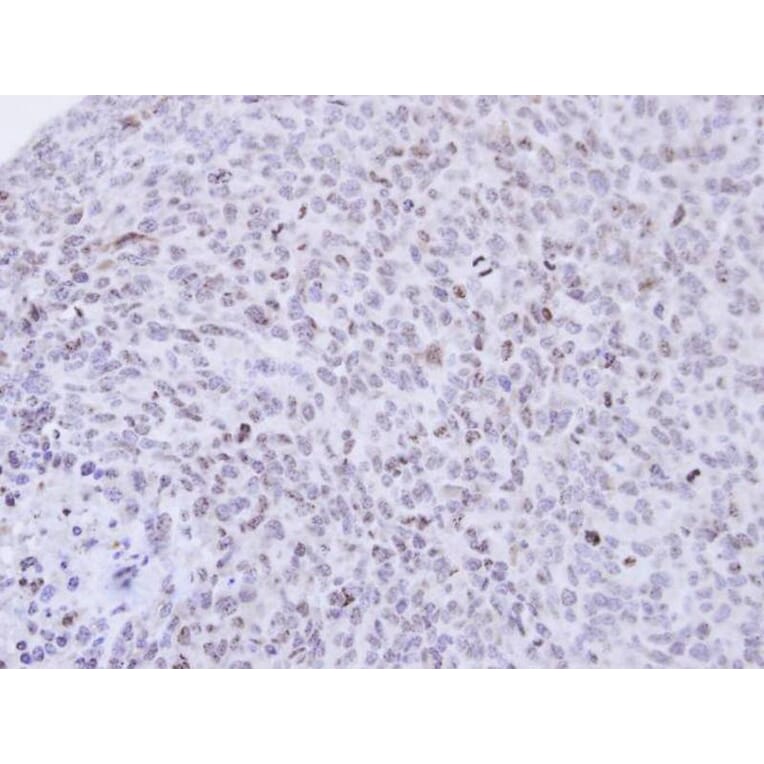 Immunohistochemistry - PCNP antibody from Signalway Antibody (22600) - Antibodies.com