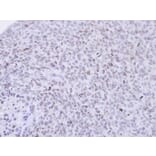Immunohistochemistry - PCNP antibody from Signalway Antibody (22600) - Antibodies.com