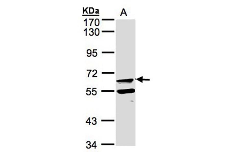 FPGT antibody from Signalway Antibody (22605) - Antibodies.com