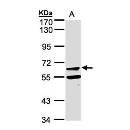 FPGT antibody from Signalway Antibody (22605) - Antibodies.com