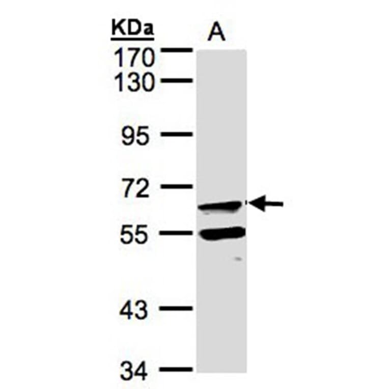 FPGT antibody from Signalway Antibody (22605) - Antibodies.com