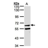 FPGT antibody from Signalway Antibody (22605) - Antibodies.com
