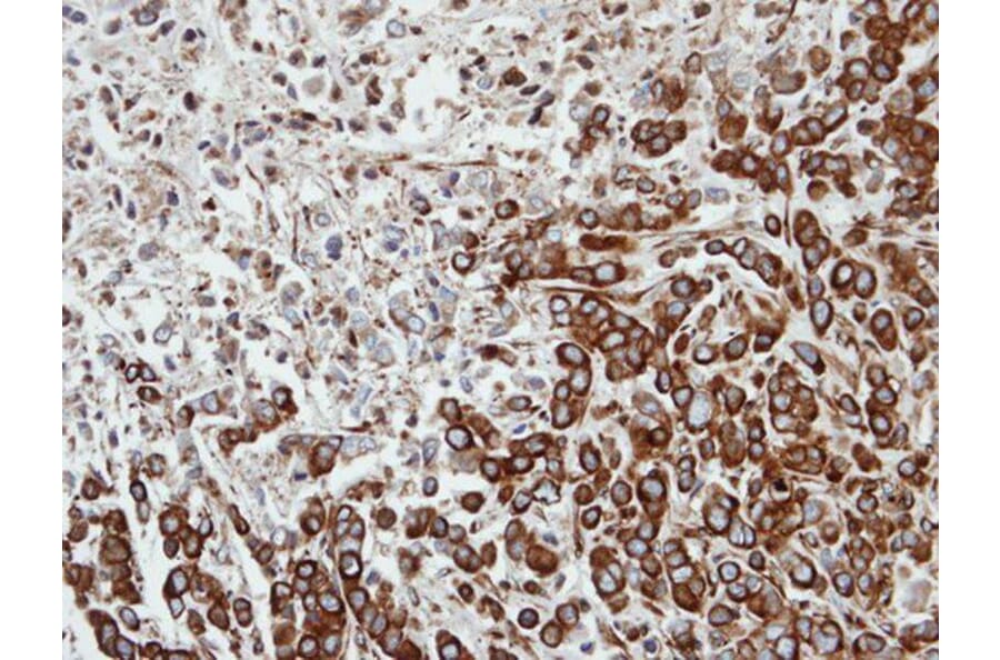 Immunohistochemistry - FPGT antibody from Signalway Antibody (22605) - Antibodies.com