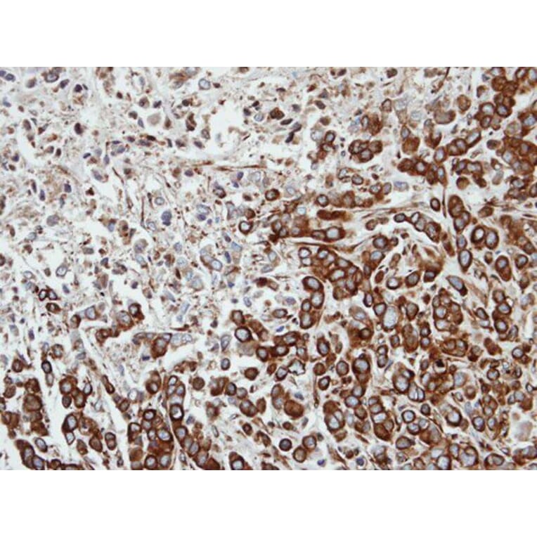 Immunohistochemistry - FPGT antibody from Signalway Antibody (22605) - Antibodies.com