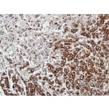 Immunohistochemistry - FPGT antibody from Signalway Antibody (22605) - Antibodies.com