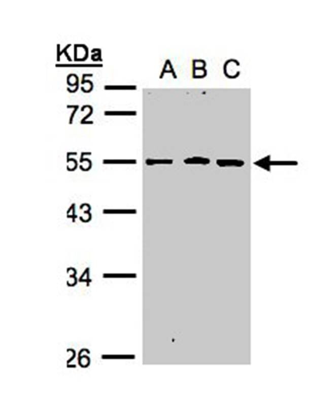 Sample (30 µg whole cell lysate) A431B: H1299C: HeLa S310% SDS PAGE Primary antibody diluted at 1: 1000