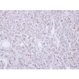 Immunohistochemistry - RGMB antibody from Signalway Antibody (22623) - Antibodies.com