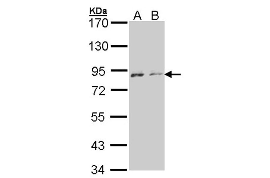 NEK4 antibody from Signalway Antibody (22637) - Antibodies.com
