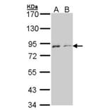 NEK4 antibody from Signalway Antibody (22637) - Antibodies.com