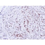 Immunohistochemistry - NEK4 antibody from Signalway Antibody (22637) - Antibodies.com