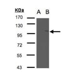 Western blot - FAN antibody from Signalway Antibody (22667) - Antibodies.com