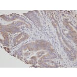 Immunohistochemistry - FAN antibody from Signalway Antibody (22667) - Antibodies.com