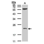 ARF1 antibody from Signalway Antibody (22691) - Antibodies.com
