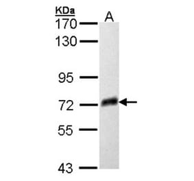 PSAP antibody from Signalway Antibody (22747) - Antibodies.com