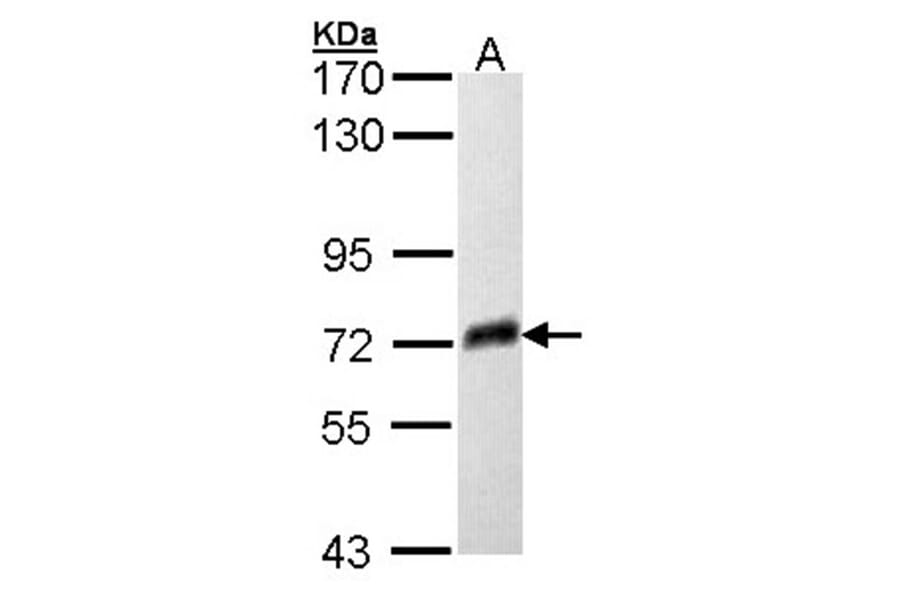 PSAP antibody from Signalway Antibody (22747) - Antibodies.com
