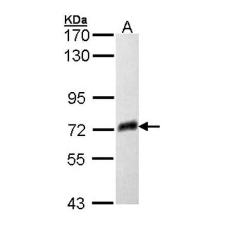 PSAP antibody from Signalway Antibody (22747) - Antibodies.com