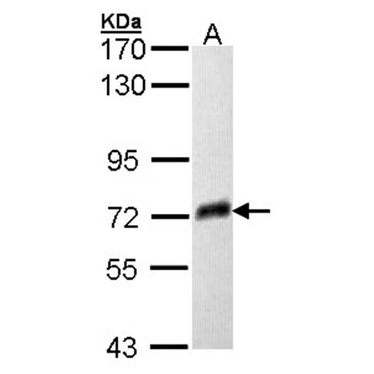 PSAP antibody from Signalway Antibody (22747) - Antibodies.com
