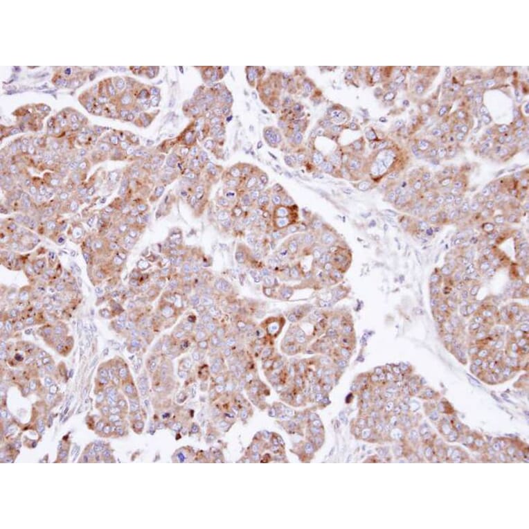 Immunohistochemistry - PSAP antibody from Signalway Antibody (22747) - Antibodies.com